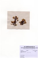 藏品(厚緣藻)的圖片